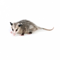 image of Opossum Images